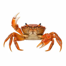 Glucosamina y Condroitina
